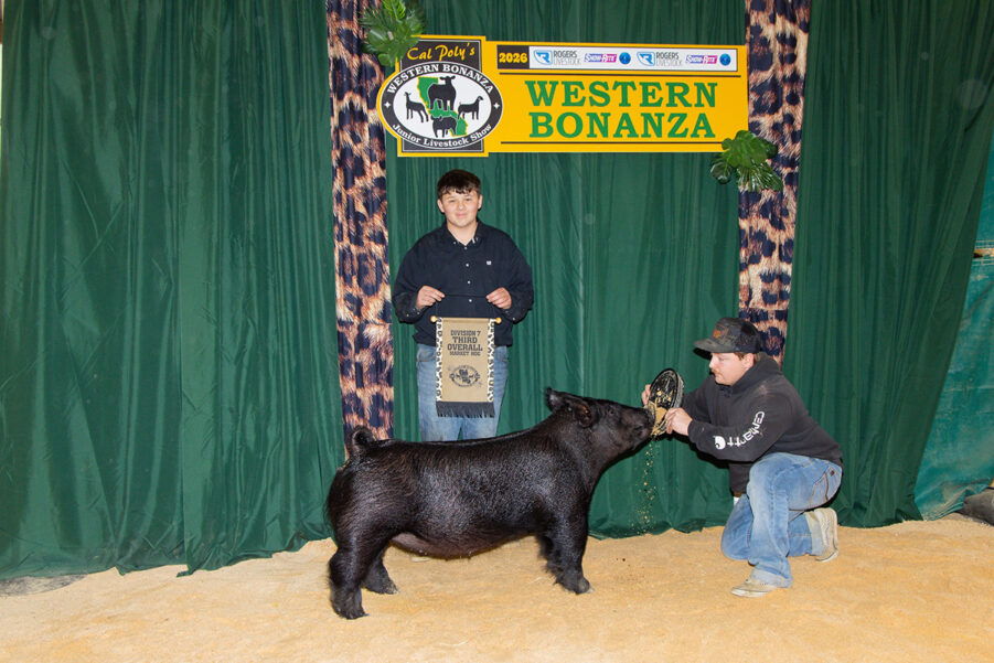 Division 7 Third Overall Market Hog | Ring B